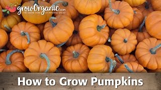 How to Grow Pumpkins [upl. by Tempa180]