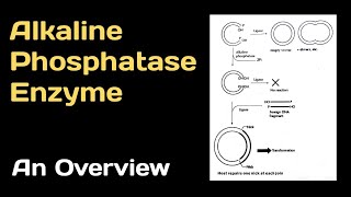 Alkaline Phosphatase Enzyme An Overview [upl. by Senior]