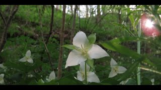 Stillhouse Hollow State Natural Area TN [upl. by Earezed]