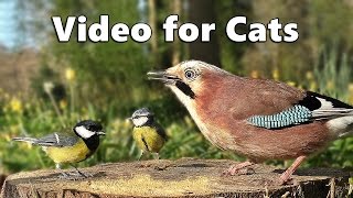 Videos for Cats to Watch  Forest Birds  Vögel  Oiseaux  Vogels  Fåglar  Aves [upl. by Nedry]