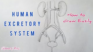 How to draw Human Excretory System step by step for beginners [upl. by Kinnard]