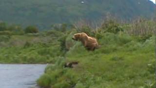 Bear Fight Kodiak Island [upl. by Asiuol372]