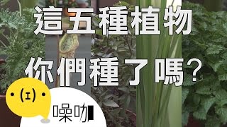 蚊子不要來！種這些植物就能防蚊 [upl. by Tnarud]