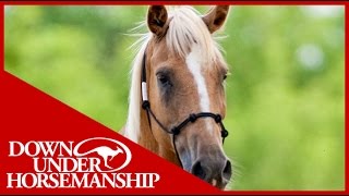 Clinton Anderson Training a Rescue Horse Part 2  Downunder Horsemanship [upl. by Treblih]