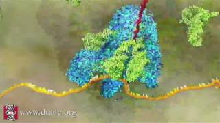 mRNA Translation Advanced [upl. by English519]