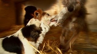 Fast action ratting with terriers [upl. by Atsuj]