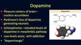 Neurotransmitters Overview [upl. by Cattima]