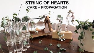 String of Hearts Care  Propagation  Houseplant Care Tips [upl. by Ziul603]