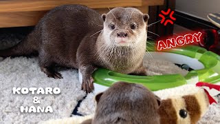 カワウソの怒り爆発！わがままハナにブチギレた怒コタロー Otter Kotaro Gets Angry With The Annoying Hana [upl. by Ttayw781]