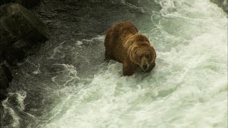 How Much Salmon Can a Kodiak Bear Devour [upl. by Maighdlin374]