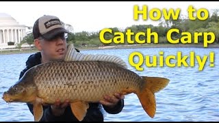 How to catch carp quickly  Fishing for carp with pack bait [upl. by Nilknarf]