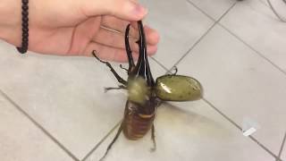 Giant beetle sounds like a jackhammer [upl. by Berliner]