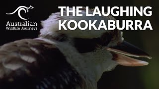 What Does A Laughing Kookaburra Sound Like  Australian Wildlife Journeys [upl. by Hirz]