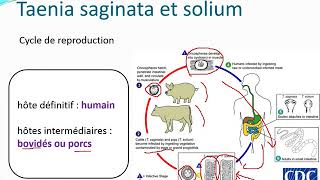 Chapitre 10 Parasitologie partie 31Les cestodes [upl. by Jarib913]