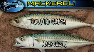 How to catch Mackerel  TAFishing [upl. by Andriana680]