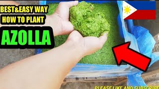 How to plant azolla  easy way to cultivate azolla [upl. by Adnaerb72]