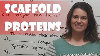 Scaffold Proteins [upl. by Najram818]