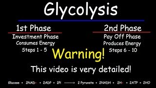 Glycolysis  Biochemistry [upl. by Erich]