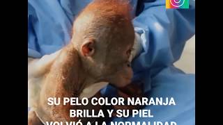 El rescate del orangután bebé [upl. by Ardra]