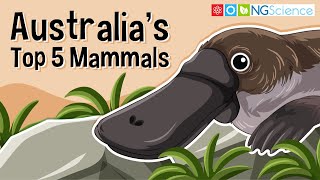 Australias Top 5 Mammals [upl. by Daht649]