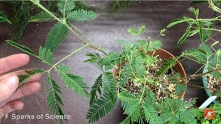 Sparks of Science Meet the Moving Plant Mimosa Pudica [upl. by Barstow]