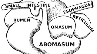 Digestive Systems of Livestock Anatomy [upl. by Collins]