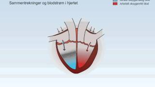 Sirkulasjonssystemet [upl. by Katlin]