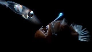 Deep Sea Creatures Exhibit Bioluminescence  Blue Planet  BBC Earth [upl. by Houghton320]