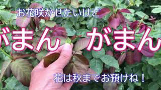 「基本的なバラの育て方」 四季咲き「あゆみ」編を村上敏が解説 [upl. by Reggis]