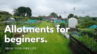 Allotments for beginners  vegetable gardening [upl. by Ameerak]