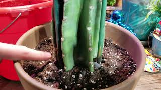 Potting Cactus Cuttings  Cactus Soil  Cactus Fertilizer  Cereus Peruvianus  Myrtillo [upl. by Musetta]