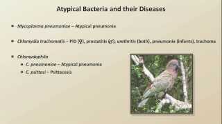 Antibiotics for Atypical Infections Antibiotics  Lecture 7 [upl. by Shoifet]