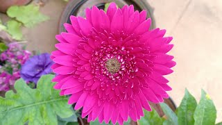 Gerbera care cant get easier than this  Gerbera Daisy [upl. by Wilcox]