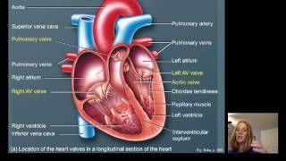 Lecture16 Cardiac Physiology [upl. by Asirehc923]