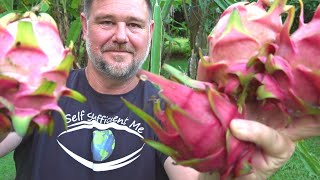 8 Tips How to Get MORE Dragon Fruit Pitaya [upl. by Nareik]