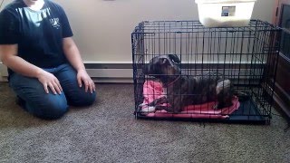 Puppy Crate Training [upl. by Arman]