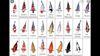 Koi Variety Guide 2021 [upl. by Ttimme936]