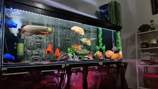 Best Arowana Community Oscar Fish King Kong Parrot and Peacock Bass [upl. by Bonne]