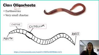 Phylum Annelida [upl. by Isnyl723]