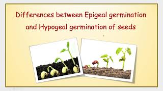 Differences between Epigeal germination and Hypogeal germination of seeds [upl. by Trellas]