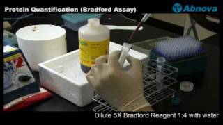 Protein Quantification Bradford Assay [upl. by Raye]