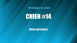 CHIEN 14 Chien qui pleure bruitage gratuit [upl. by Vere]