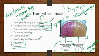 Enterobacteriaceae [upl. by Fabrin817]