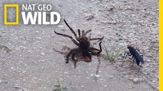 Wasp Vs Tarantula Explained By a NineYearOld  Nat Geo Wild [upl. by Namia9]