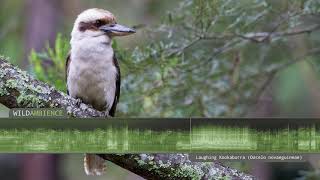 Kookaburra Sound amp Calls  The iconic sound of a Laughing Kookaburra calling in the Aussie bush [upl. by Abernon]