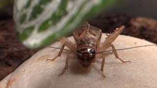 Adult male house cricket chirping [upl. by Yves]