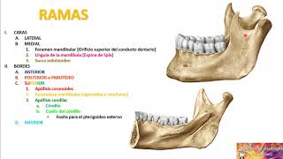 MAXILAR INFERIOR o MANDÍBULA [upl. by Elvie]