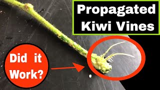 Propagating Kiwi Fruit Vines  It Works [upl. by Zadack]