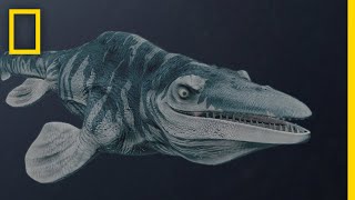 Mosasaurs 101  National Geographic [upl. by Notsek]