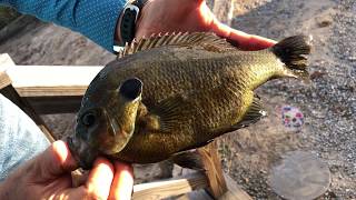 Redear SunfishBluegill  HYBRID from Beyond Seclusion [upl. by Rebmat]